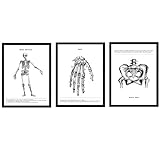 Nacnic - Set 3 Posters Anatomía Blanco y Negro - Láminas Impresión de Arte e Imágenes Cuerpo Humano - Ilustración Biología Esqueleto, Mano y Pelvis