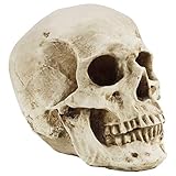 Kurtzy Modelo Calavera Humana 12 x 17 x 14,5 cm - Cráneo Humano Realista Hueso Resina Medico – Replica Tamaño Real Enseñanza Anatomía y Detalles Halloween Fiestas - Multicolor